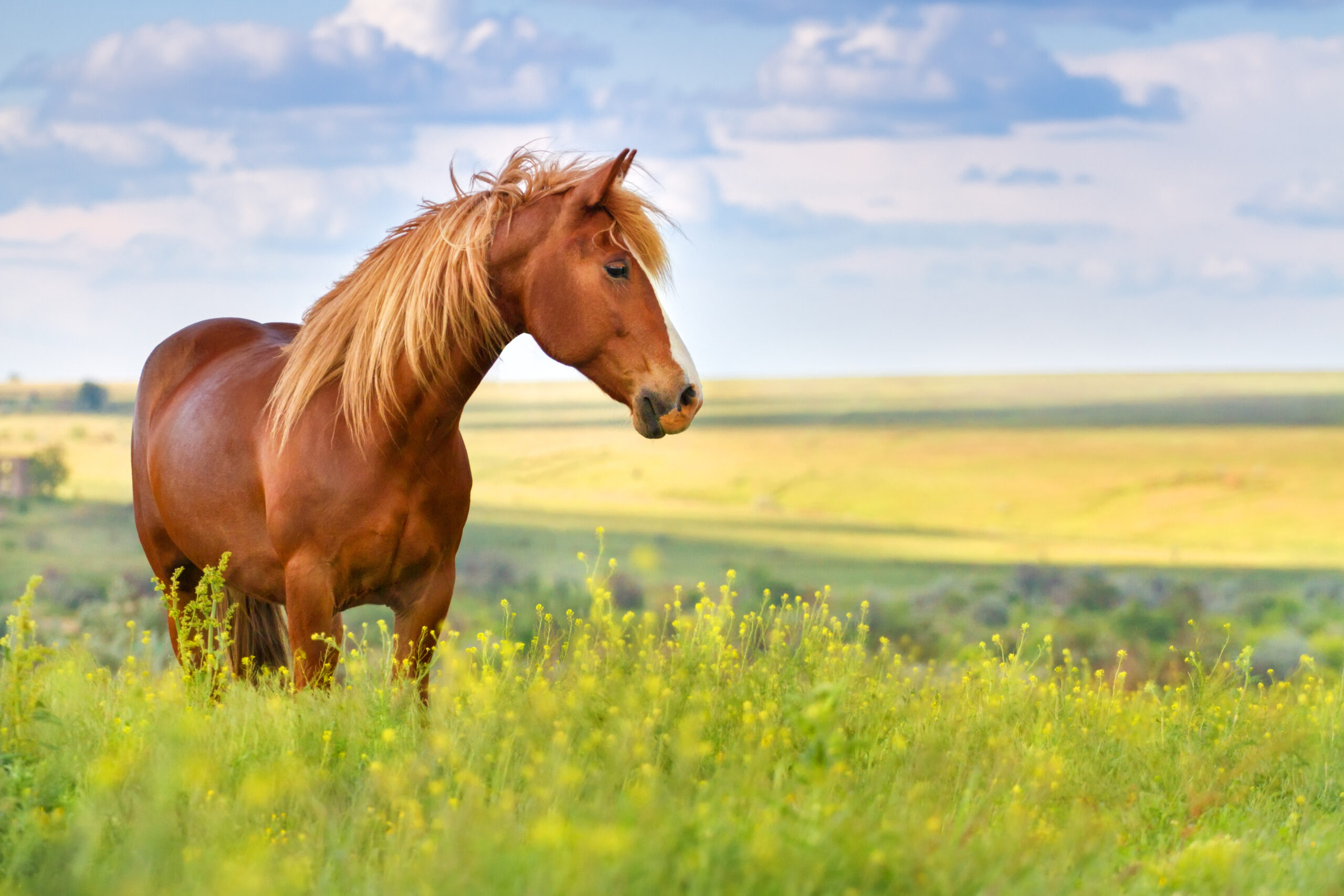cheval en bonne sante avec les produits husse cheval en bonne sante avec les produits husse