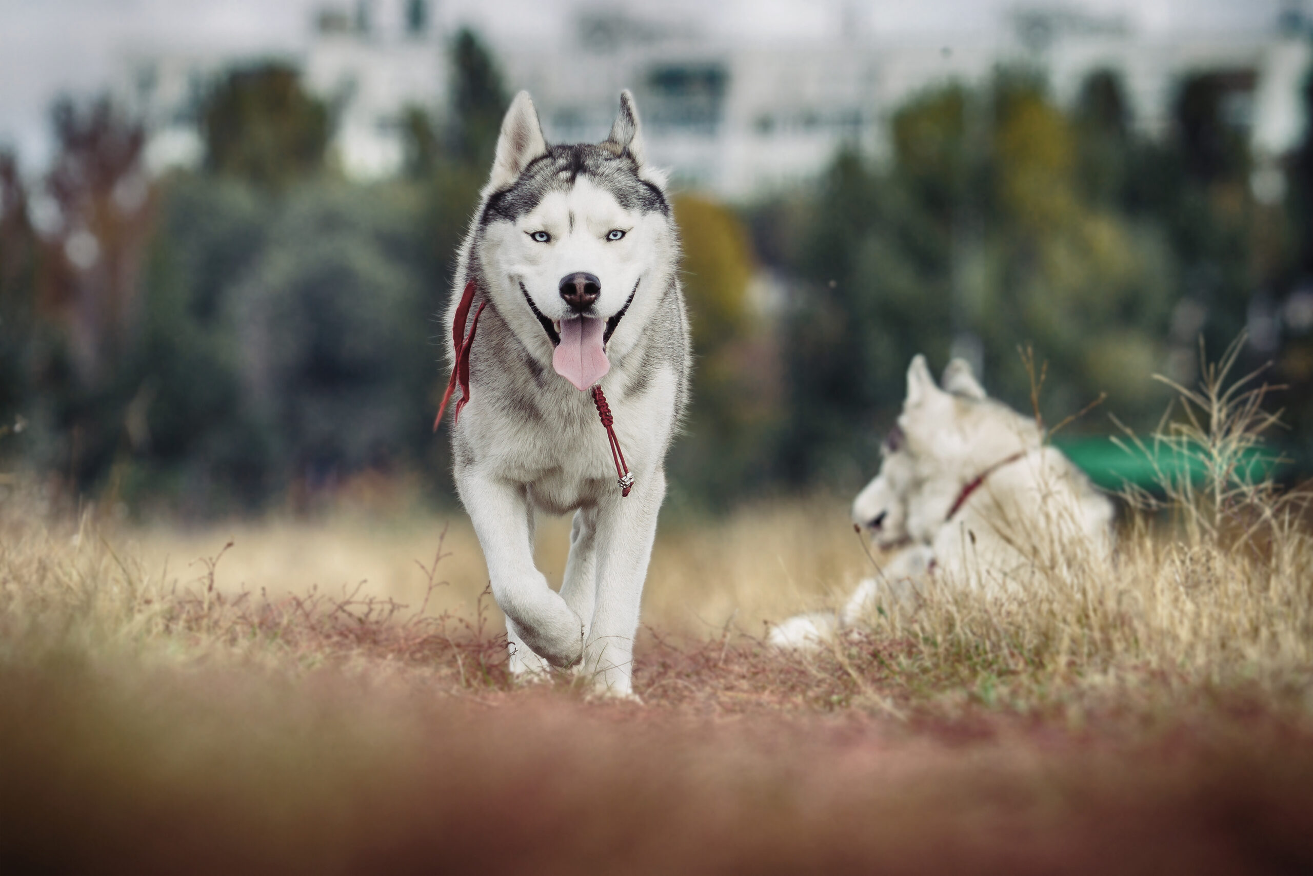 chien en bonne santé avec les croquettes husse chien en bonne santé avec les croquettes husse