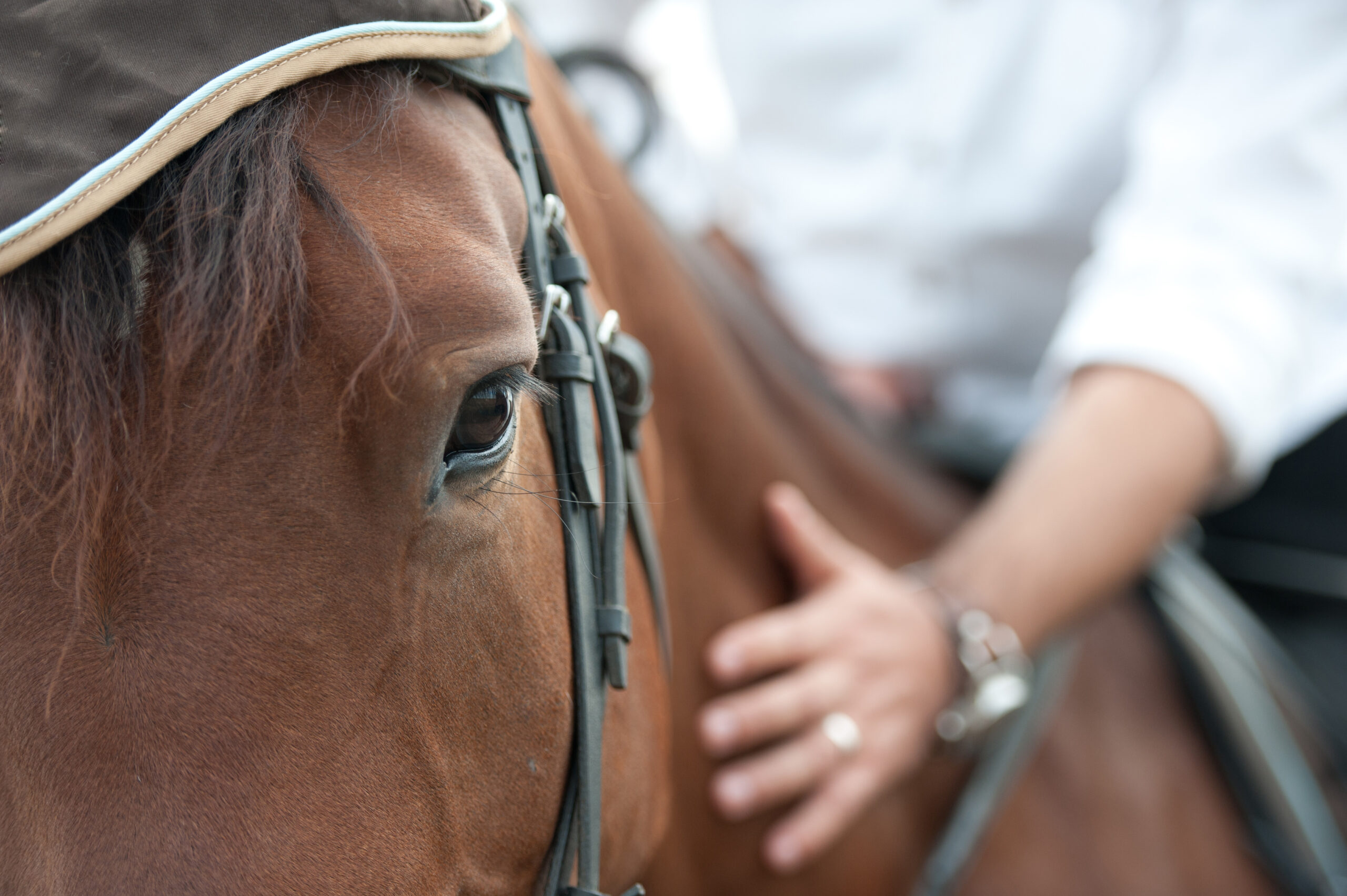 cheval en bonne santé avec husse
