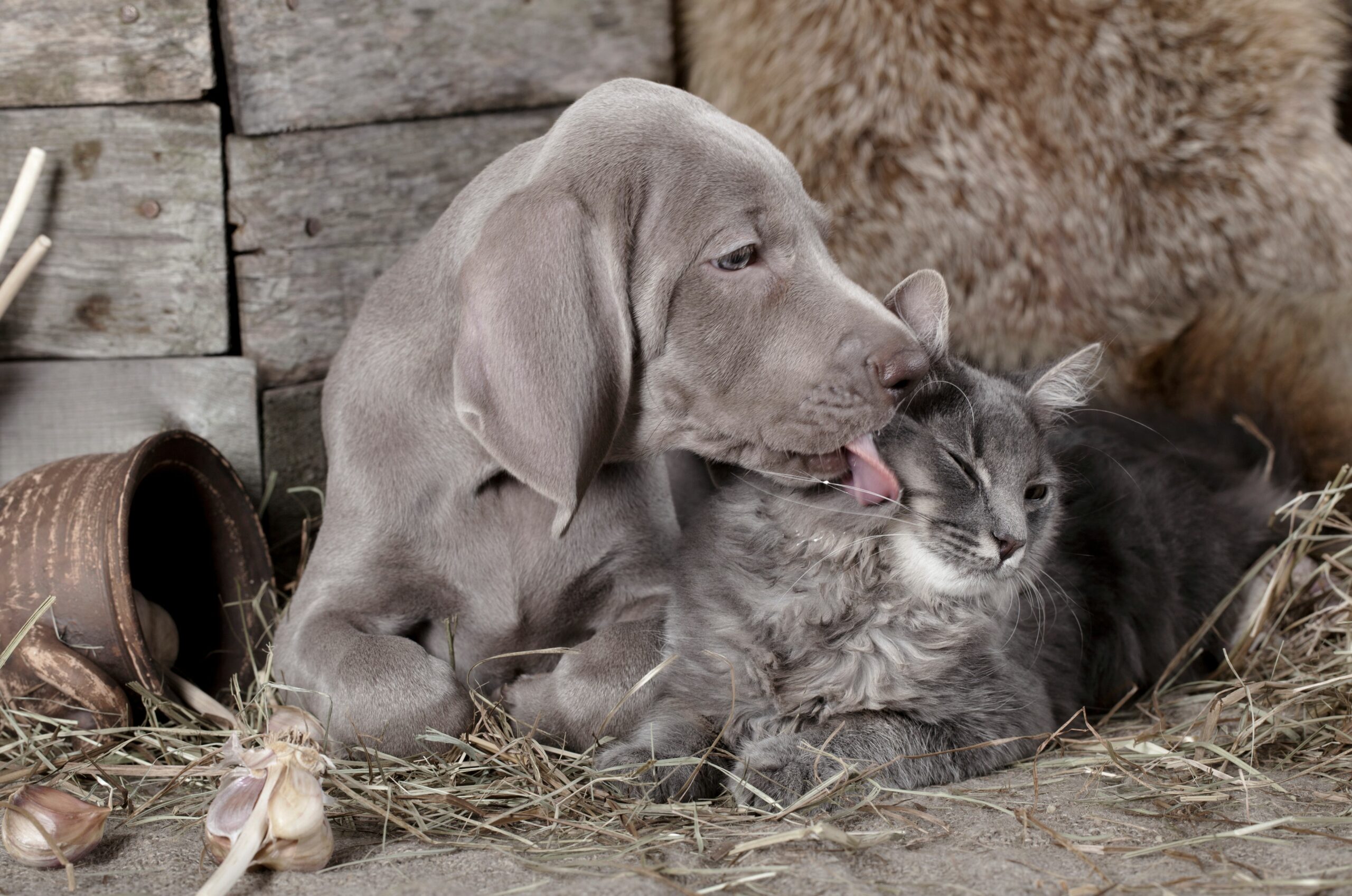 chien chat en bonne santé avec husse chien chat en bonne santé avec husse