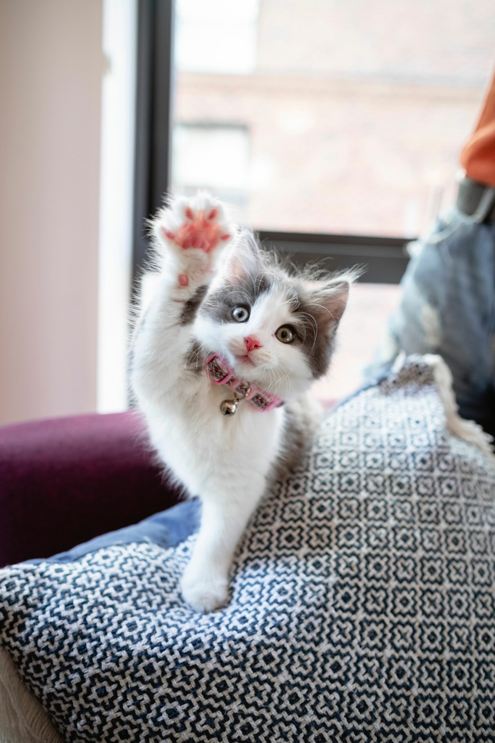 Chat en bonne santé avec husse Chat en bonne santé avec les produits husse