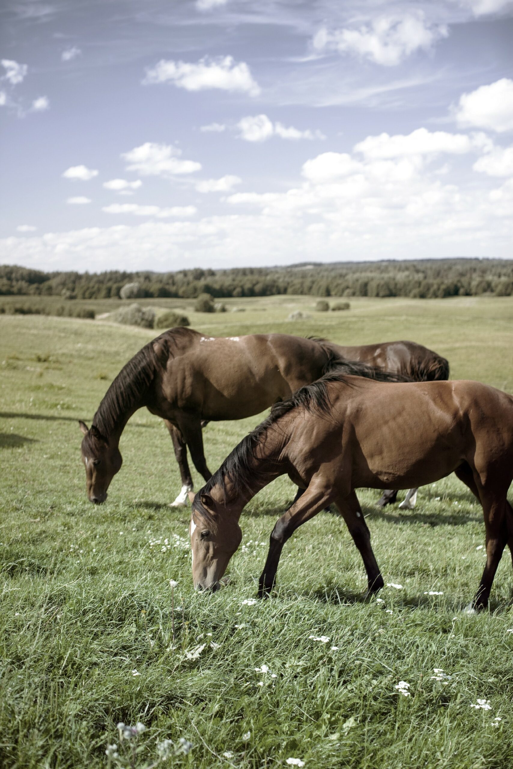 Cheval en bonne santé avec les produits husse Cheval en bonne santé avec les produits husse