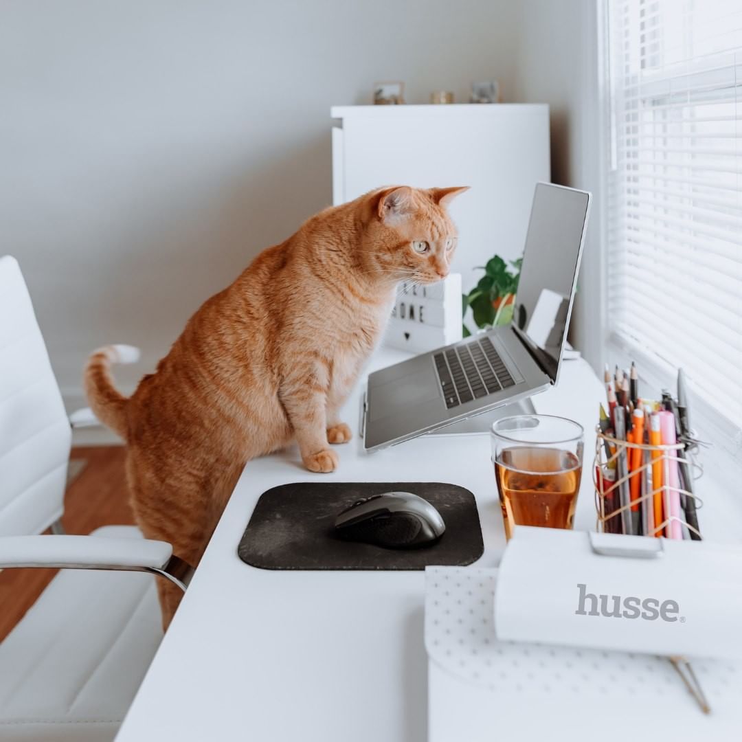 chat en bonne s