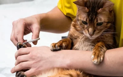 Couper les griffes de son chat