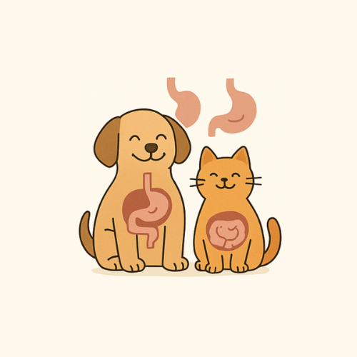 Compléments alimentaires digestion et transit chien et chat Compléments alimentaire digestion et transit pour chien et chat