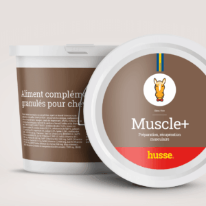 Developpement musculaire du cheval en bonne santé avec husse
