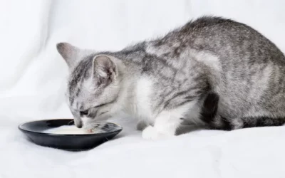 Mon chat peut-il boire du lait ?