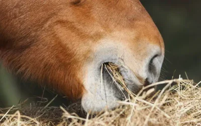 Bien nourrir mon cheval