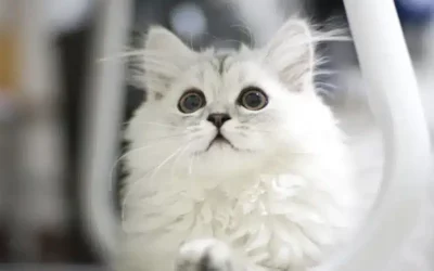 Pourquoi mon chat éternue ?