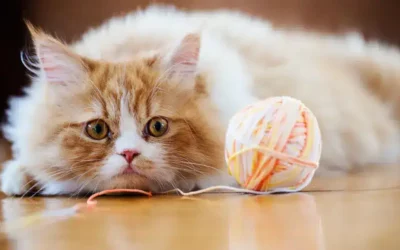 Pourquoi les chats stérilisés prennent-ils du poids ?