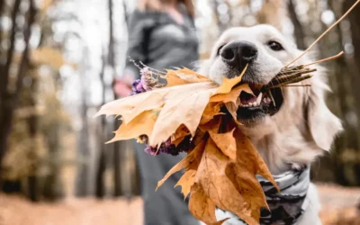 Prendre soin de mon chien en automne