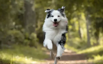 L’importance de l’activité physique chez le chien