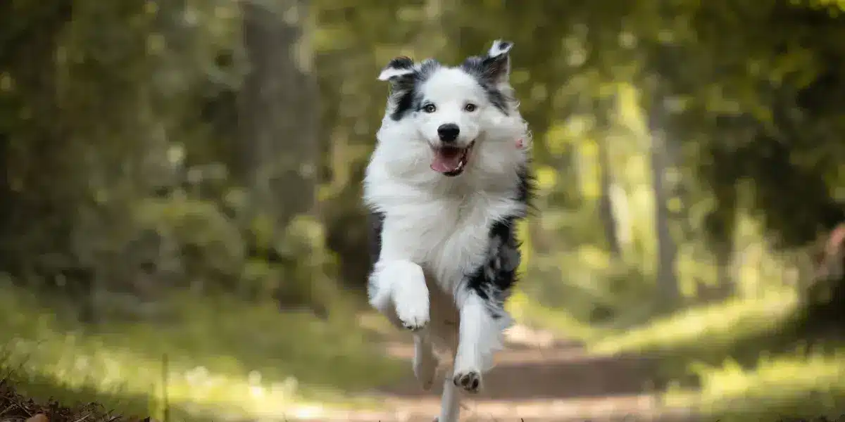 LOGO TMM 2025 Alimentation animaux- LOGO husse meilleure marque de l'année
