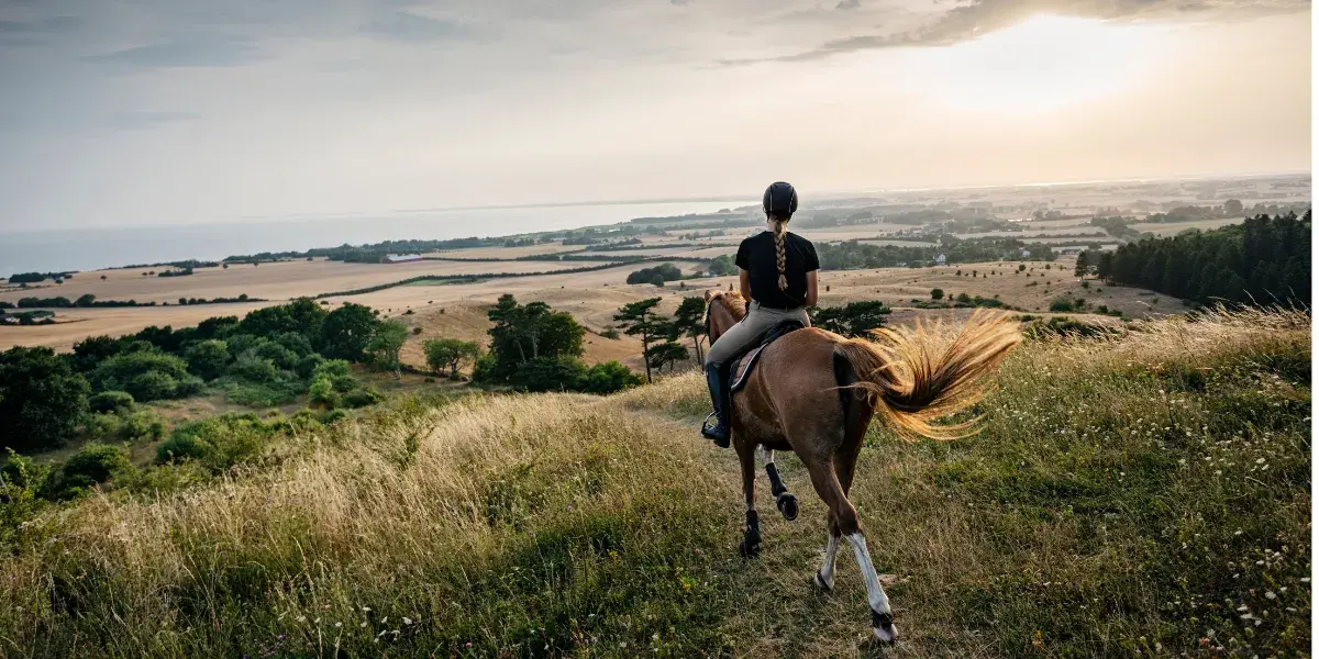 LOGO TMM 2025 Alimentation animaux- LOGO husse meilleure marque de l'année