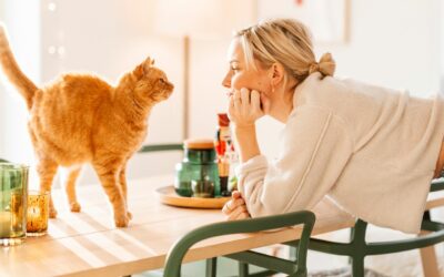 Les friandises fonctionnelles pour chats HUSSE