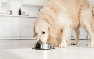 Faut-il choisir des croquettes adaptées à la race du chien ?