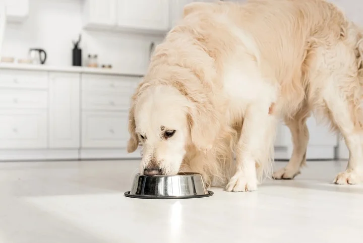 LOGO TMM 2025 Alimentation animaux- LOGO husse meilleure marque de l'année