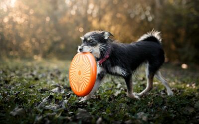 Croquettes hypoallergéniques pour chien senior : soutien des articulations et digestion sensible