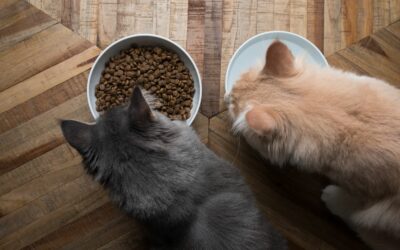 Pourquoi donner des croquettes sans céréales à votre chat ?