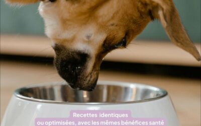 Comment réussir la transition vers de nouvelles croquettes sans troubles digestifs ?